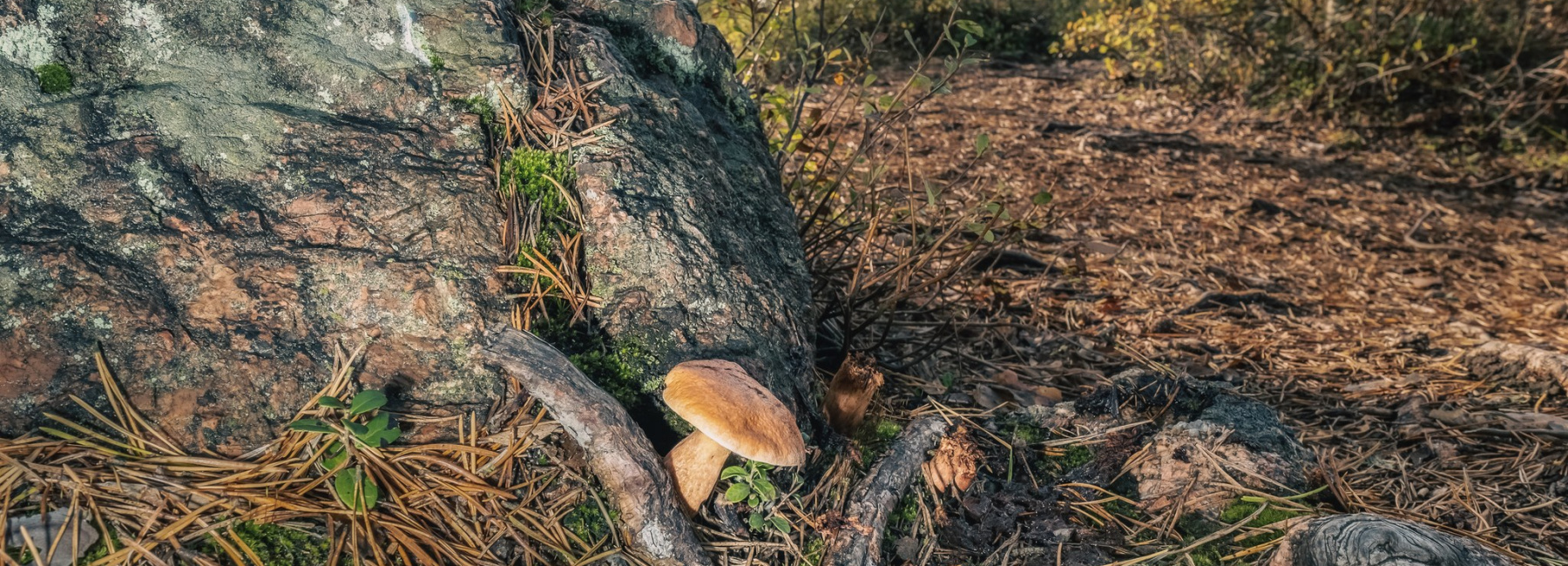 Metsä. Carl Svanfält / Pyhtään kunta