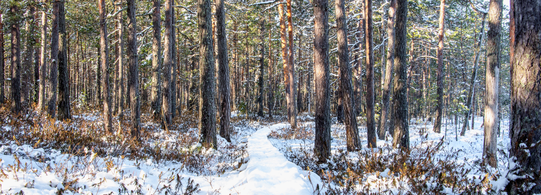 Meiän Pyttis 2026 -ideakysely on avattu